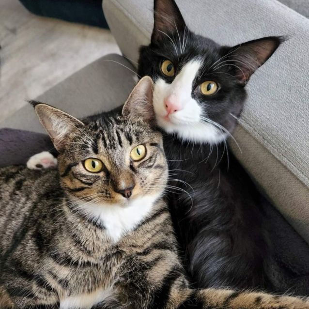 Photo of Kubo & Pickles (Located In Doncaster East)