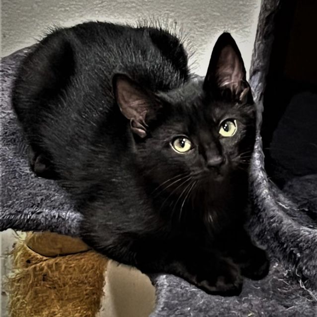 Photo of Dove ^^Dandy Cat Rescue^^