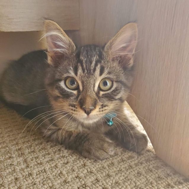 Photo of Bruiser