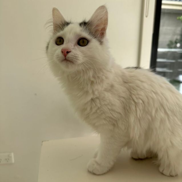 Photo of Nurut