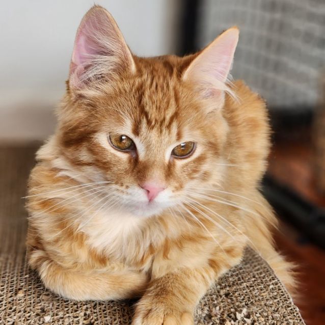 Photo of Cairo ^^Dandy Cat Rescue^^