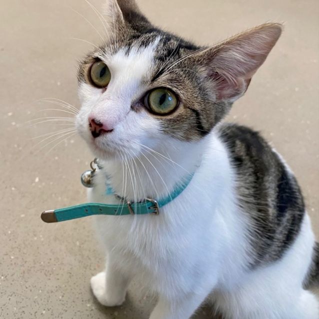 Photo of C1207 George