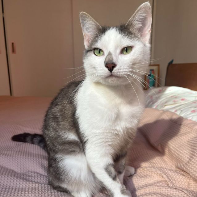 Photo of Ari *9 Lives Project Rescue*