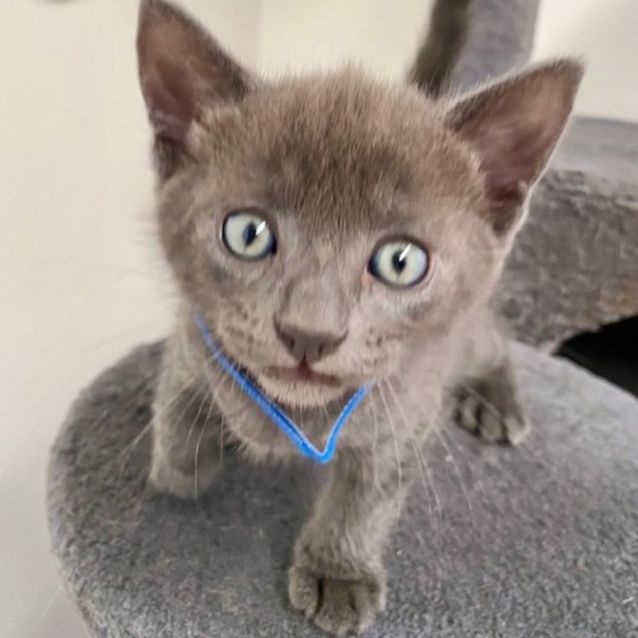 Photo of C1251 Dylan