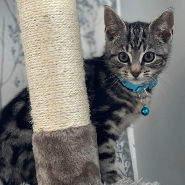 Photo of Echo ** 2nd Chance Cat Rescue**