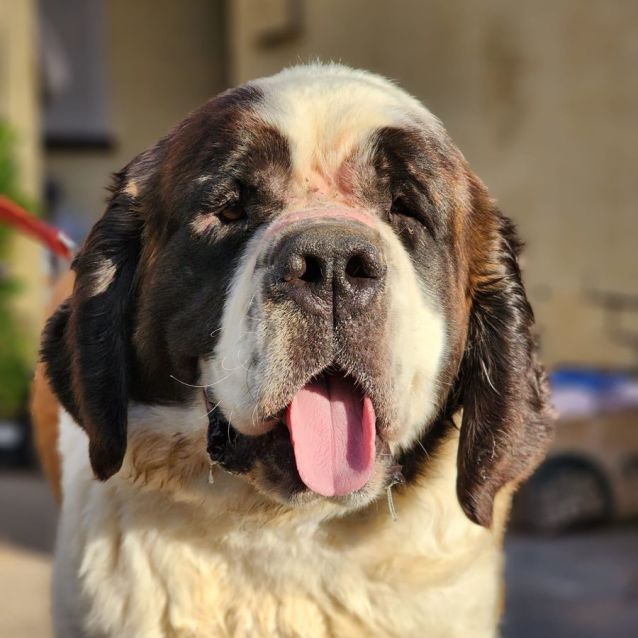 Photo of Penrith  Saint Bernard