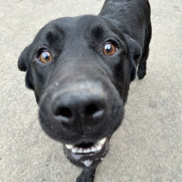 Photo of Bear