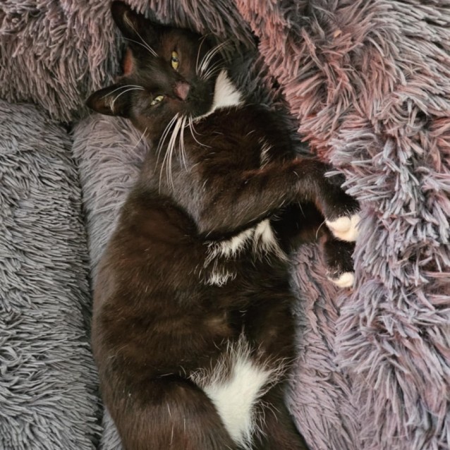 Photo of Alistair *9 Lives Project Rescue*