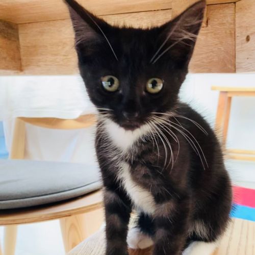 Posie- 9 Week Kitten (on trial 14/01/22)