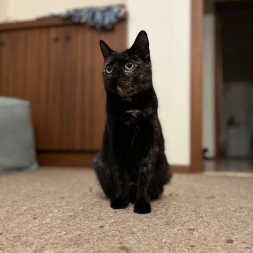 Biscuits - Cutest energy ball!