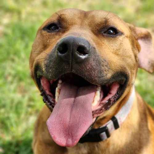 🧅 Hollandaise 5770 🧅