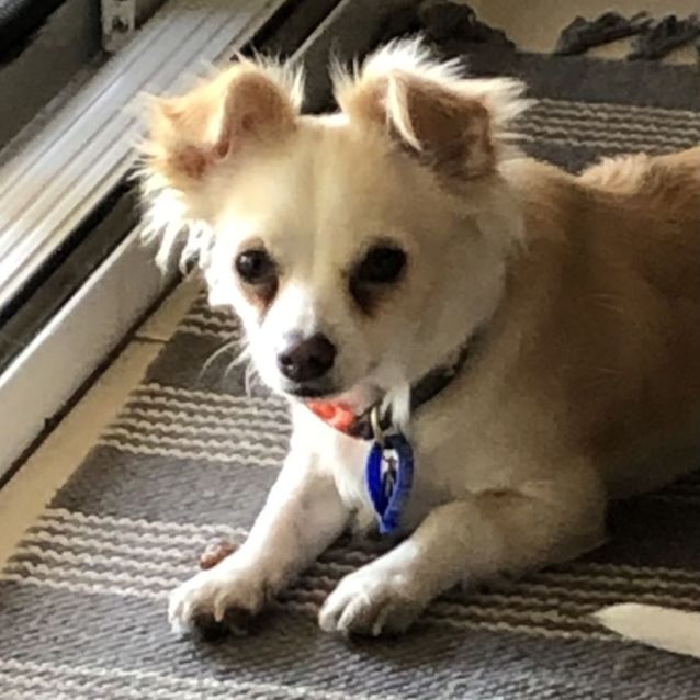 Photo of Bailey ~ 10mo Chihuahua (Hold 13/8 Rev Apps)