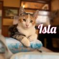 Photo of Isla **2nd Chance Cat Rescue**