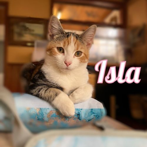 Isla **2nd Chance Cat Rescue**