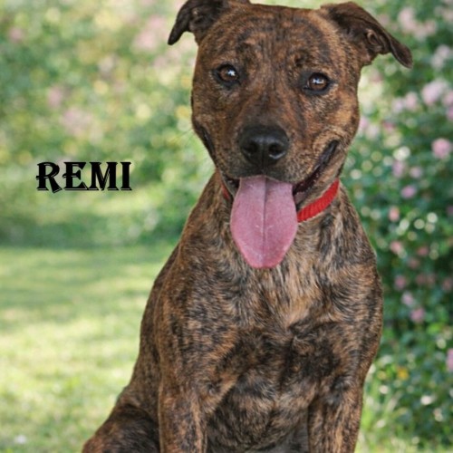 Remi