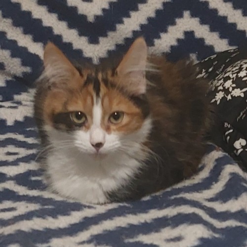 Shellie
