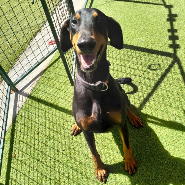 Photo of D906 Bonnie