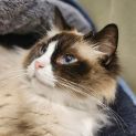 Photo of Misti   Ragdoll