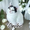 Photo of Ryder