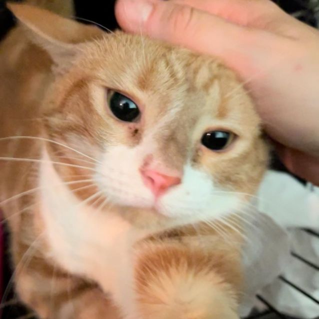 Photo of Buttercup