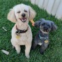 Photo of Twizzle & Dizzle