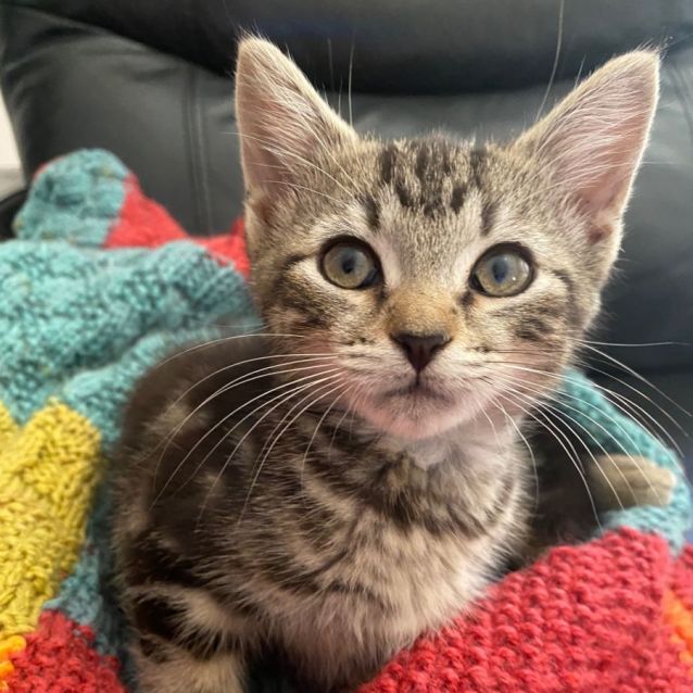 Photo of Mr.Bojangles