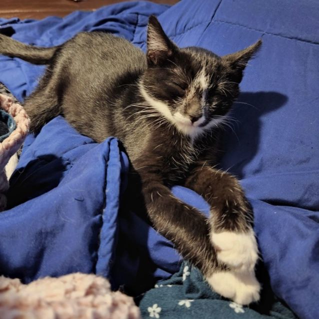 Photo of Gizmo