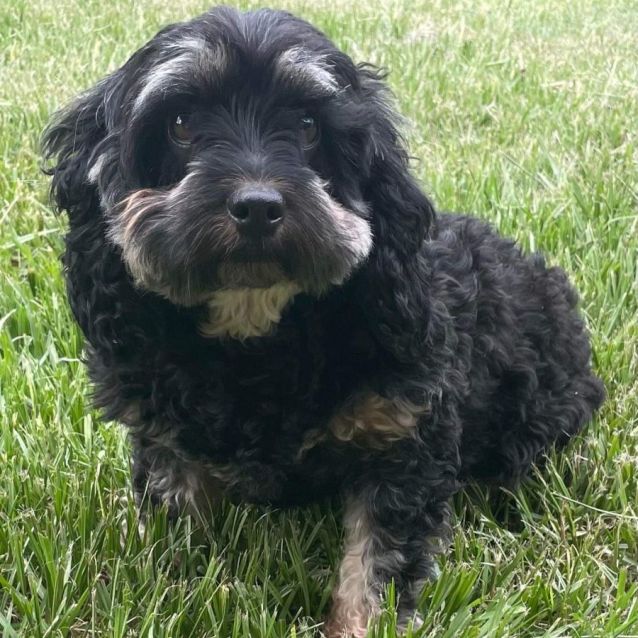 Lovely Small Female Poodle x Cavalier King Charles Spaniel Mix Dog in