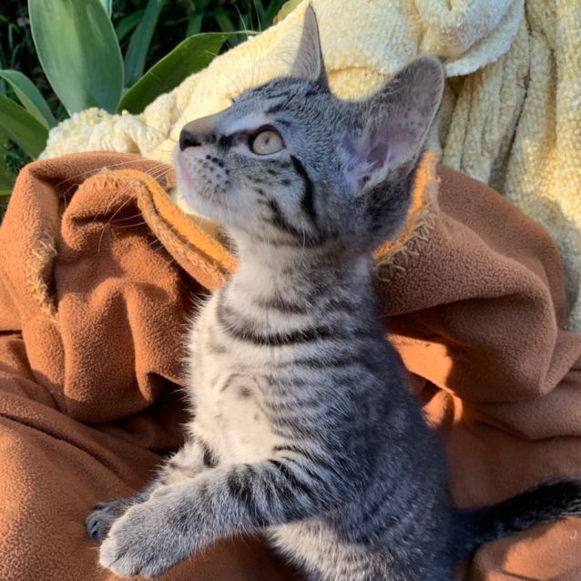 Photo of Billie 💙😺🎄