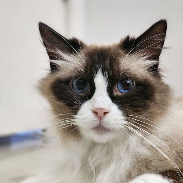 Photo of Misti   Ragdoll