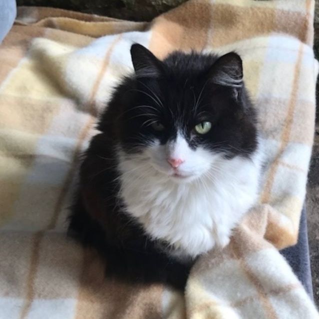 Photo of Puss