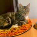 Photo of Maisey