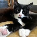 Photo of Cyborg ** 2nd Chance Cat Rescue**