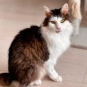 Photo of Loafer