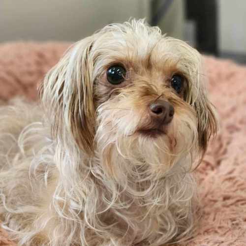 🥐 Sandy 6064 🥐