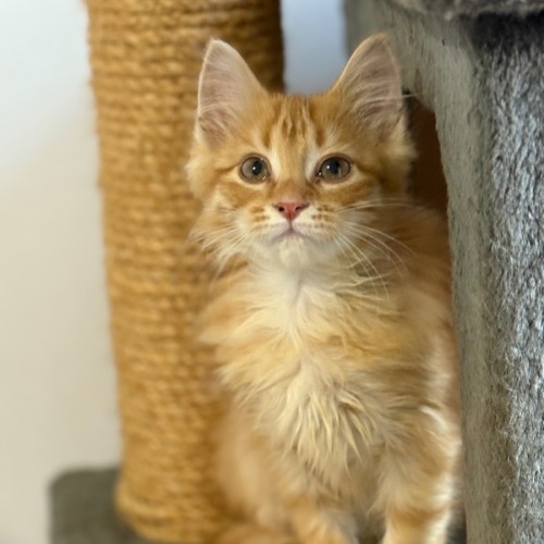 Solomon 🧡😻🧡