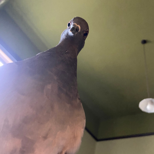 No photo for Pikelet