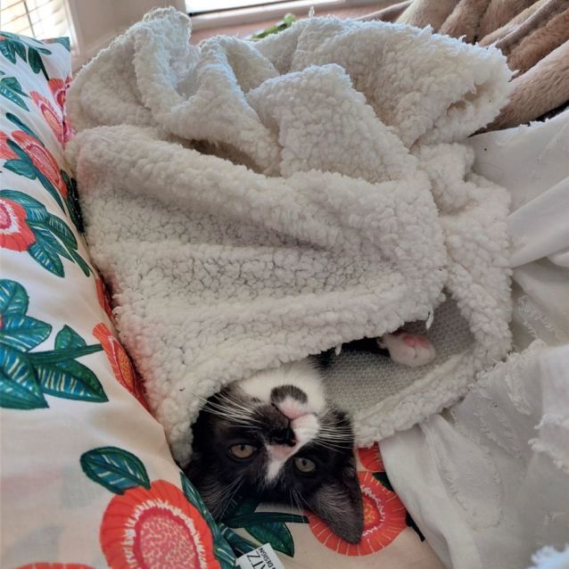 Photo of Wasabi ^^Dandy Cat Rescue^^