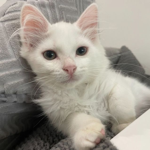 Photo of Finnick & Clove