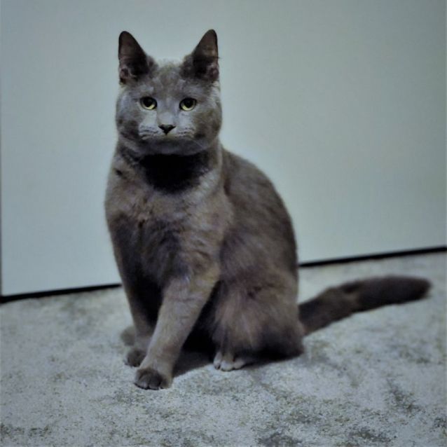 Photo of Dexter ^^Dandy Cat Rescue^^