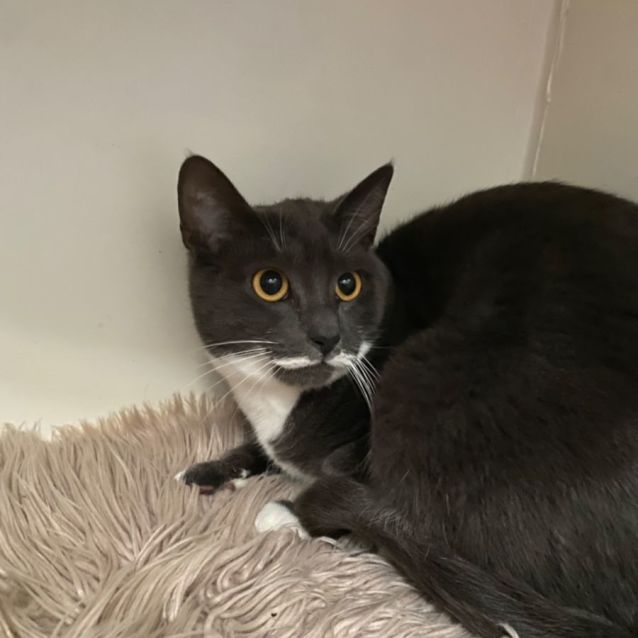 Photo of Willow 