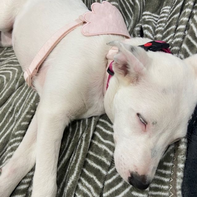 Photo of Lacy
