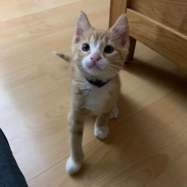 Photo of Ronnie James Dio