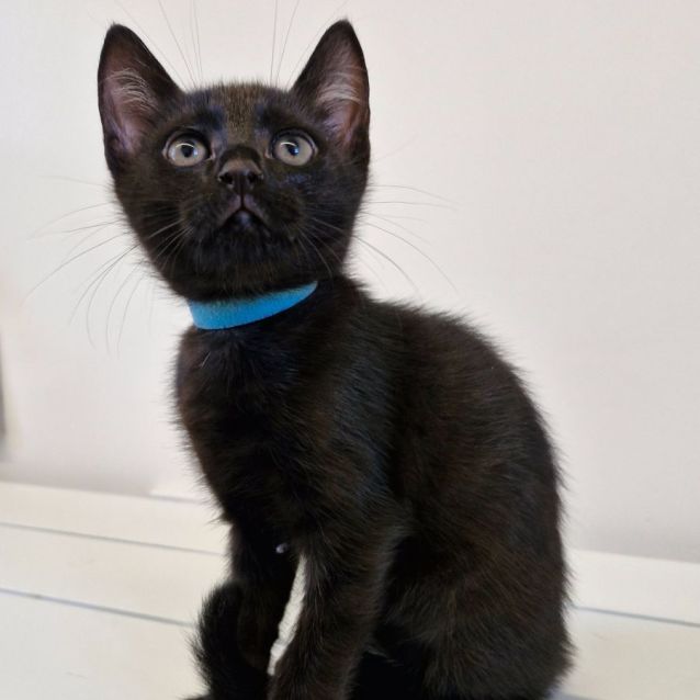 Photo of C1303 Nacho