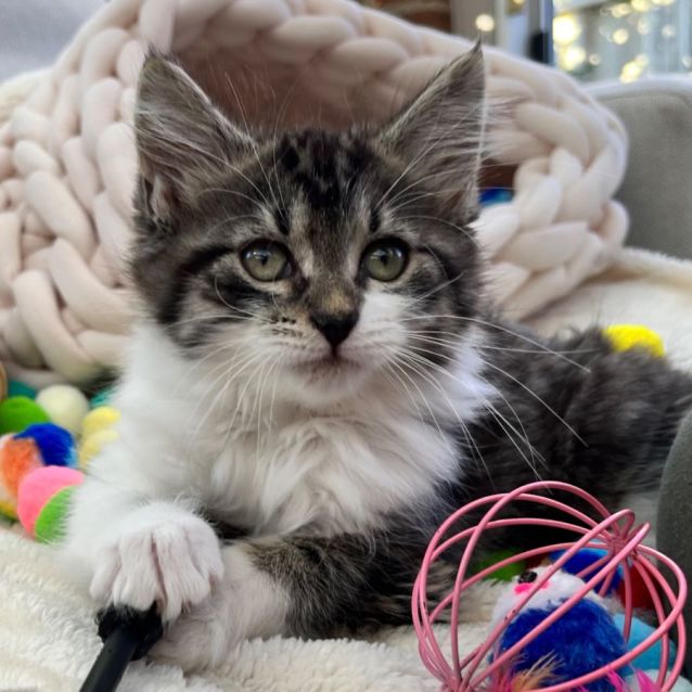 Photo of 🧁 Cupcake 🧁