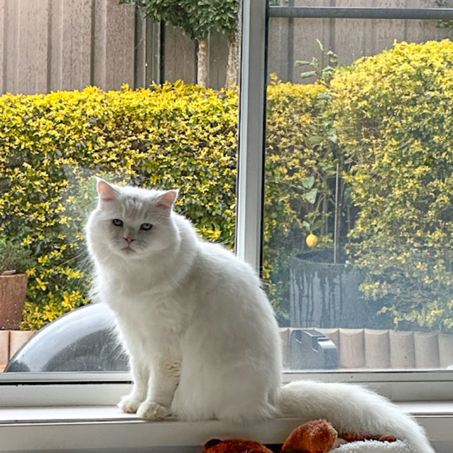 Casper - Male Ragdoll Cat in NSW - PetRescue
