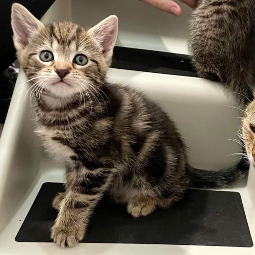 Ares (Located in Croydon)