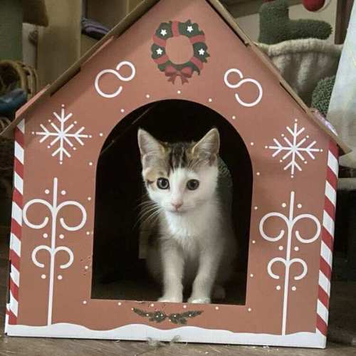 No photo for Marceline 