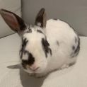 Photo of 🐰Potato🐰 (Located In Kew)