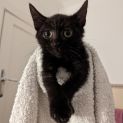 Photo of Shorty